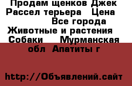 Продам щенков Джек Рассел терьера › Цена ­ 25 000 - Все города Животные и растения » Собаки   . Мурманская обл.,Апатиты г.